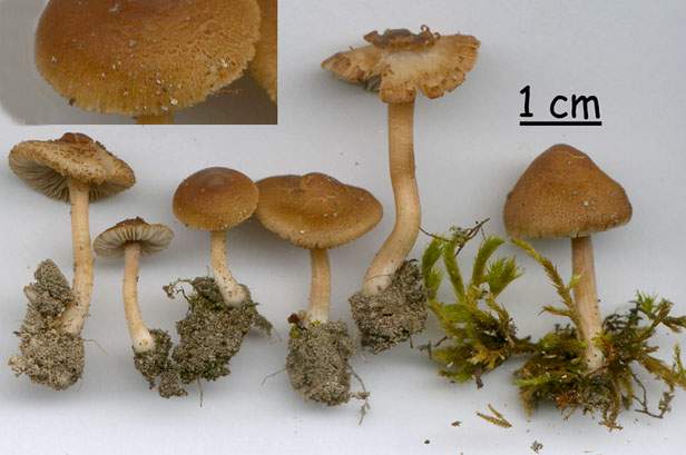 Inocybe furfurea